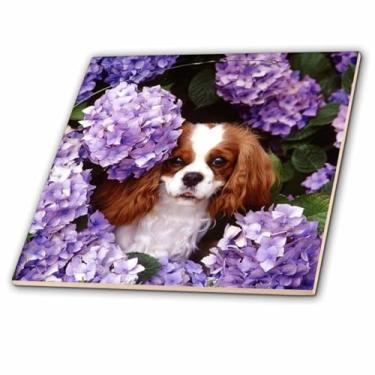 Imagem de 3dRose Cavalier King Charles Spaniel - azulejo de cerâmica, 30,5 cm (ct_61913_4)