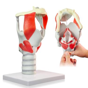 Imagem de HADWYN 2025 Novo modelo funcional de laringe de anatomia 3X, modelo de laringe modelo de faringe, modelo humano para reforçar a estrutura do pescoço e a medicina da função