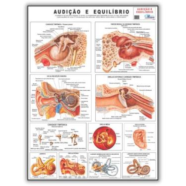 Imagem de Mapa Anatomia Humana Audição E Equilíbrio 120 X 90 Cm Dobrado - Enferm
