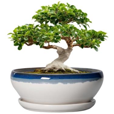 Imagem de SQOWL Vasos de árvore de bonsai - vasos de suculentas de cerâmica de 30 cm, vaso grande de bonsai com orifício de drenagem e bandeja, vaso raso interno e externo, vaso redondo, decoração de casa