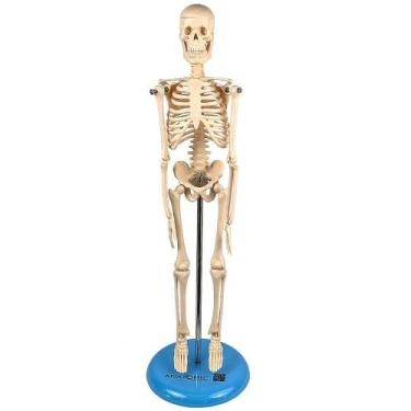 Imagem de Esqueleto humano de 45 cm com suporte - DUMONT SIMULADORES