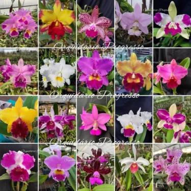 Imagem de Kit com 5 mudas de Cattleya cores lindas em vaso - orquídea