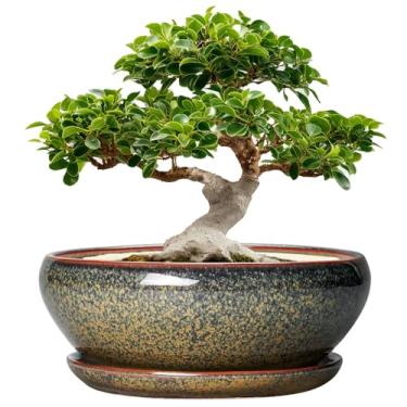 Imagem de SQOWL Vasos de bonsai de cerâmica - vasos de suculentas de 30 cm com orifício de drenagem e pires, vasos grandes de suculentas, vaso raso interno e externo, tigela redonda, decoração de casa, presente