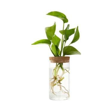 Imagem de Vaso De Vidro Para Plantas Hidropônicas, Para Propagação De Plantas De