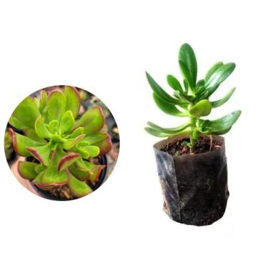 Imagem de Muda de Balsamo 20 a 40cm AMK - Plantas Online - AMK Jardinagem e Pais