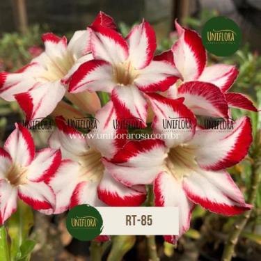 Imagem de Planta rosa do deserto rt85 - UNIFLORA