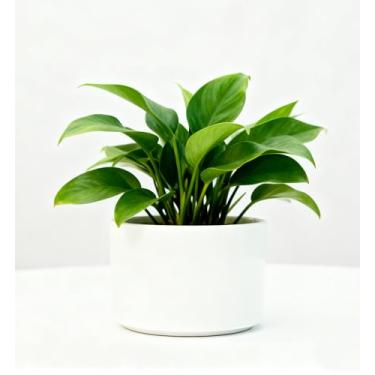 Imagem de Vaso de cerâmica médio de 9 cm x 6,6 cm, para suculentas, mini fofo, jardim, flor, berçário, suculenta, para plantas de interior, vasos de cerâmica, círculo 7