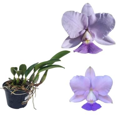 Imagem de Orquídea Cattleya Walkeriana Coerulea Rara Adulta Decoração