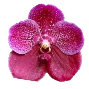 Imagem de Orquídea Vanda Rosa - Adulta - ORQUIVITRO