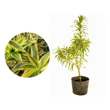 Imagem de Muda de Pleomele 20 a 40cm AMK - Plantas Online - AMK Jardinagem e Pai