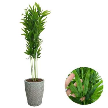 Imagem de Planta Artificial Bambu Da Sorte com Vaso Polietileno Cores - PlantaIm
