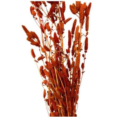 Imagem de Capim Rabo de Coelho - Inspira Flora, Laranja