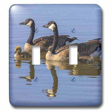 Imagem de 3dRose lsp_142897_2 Canada Goose Birds, San Francisco, Califórnia EUA Us05 Tno0064 Tom Norring Interruptor duplo