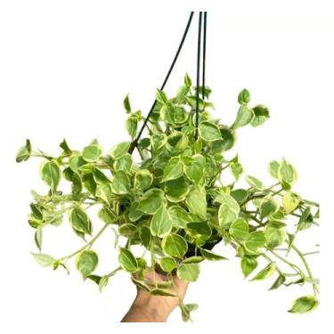 Imagem de Peperomia scadens vaso suspenso pendente adulta - Quintal do bonsai