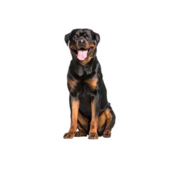 Imagem de Tapete Para Cães Higiênico Em Oferta 2 Un G 90X100Cm - Shelby Moda Pet