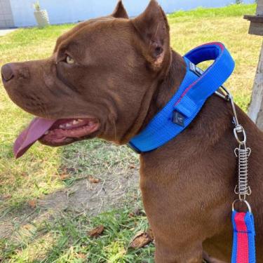 Imagem de A melhor Coleira Guia com Mola para Pet Pitbull Golden Retriever Pasto