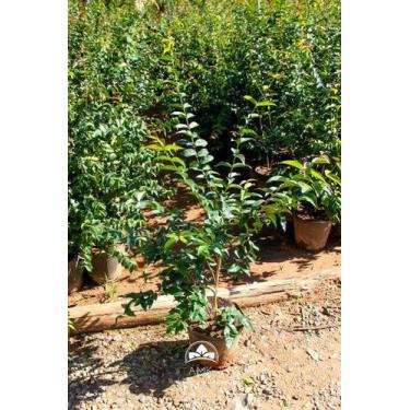 Imagem de Muda de Pitanga Negra Produzindo Altura de 1,0 m a 1,5 m - Plantas