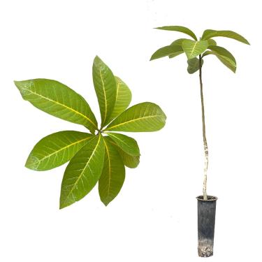 Imagem de Muda de peroba vermelha (Aspidosperma polyneuron) 20 a 40cm – planta nativa, ornamental e para reflorestamento - AMK Jardinagem