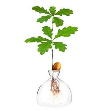 Imagem de Acorn Sprouting Seed Starter Planter Vase Terrariums Pot Acorn Tree Growing Kit Deco Glass Bulb Propagation Vases Grow Acorn Trees at Home Acorn Tree Growing Kit Unusual Gardening Gifts for Her Him