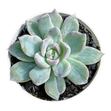 Imagem de Suculenta Echeveria Albicans Variegata pt 9 cm - Generico