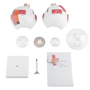 Imagem de Ampliação 6X Modelo Removível de Globo Ocular Humano para Ensino de Estudo de Anatomia em PVC e Modelo Anatômico de Olho de Pintura