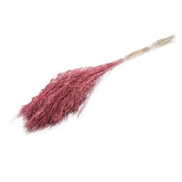 Imagem de Capim Chorão André Quicé Desidratado Flores Secas - Pense Flores, Lilá