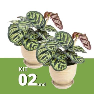 Imagem de Kit 2 Muda de Maranta Makoyama Pote 12 Planta Natural 45cm - Velling H