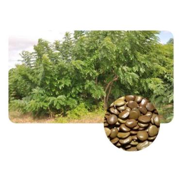 Imagem de Sementes de Gliricidia Sepium Pac C/ 30gr - SEEDS