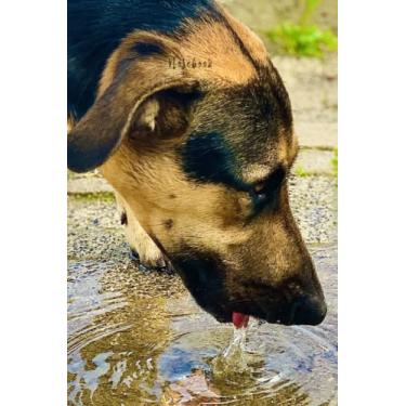 Imagem de Notebook: Dog Animal Pets Streets Notebook Journal 120 pages lined 6x9 inches gift pet lover animal lover unique gifts