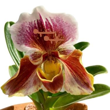 Imagem de Orquídea Sapatinho Paphiopedilum Big Brown Planta Adulta Rara Exótica Natural