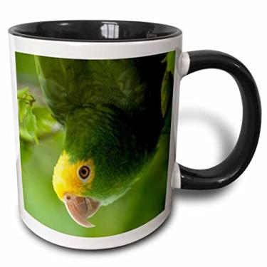 Imagem de 3dRose Caneca de dois tons com papagaio, pássaro tropical, Belize Pete Oxford, 325 ml, preto/branco