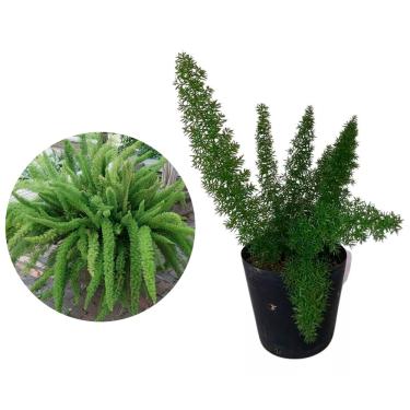 Imagem de AMK Jardinagem e Paisagismo, Muda de Aspargo Rabo De Gato 20 a 40cm AMK - Plantas Online
