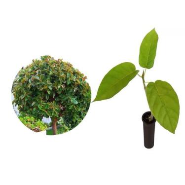 Imagem de Muda de Figueira Branca 20 a 40cm AMK - Plantas Online - AMK Jardinage