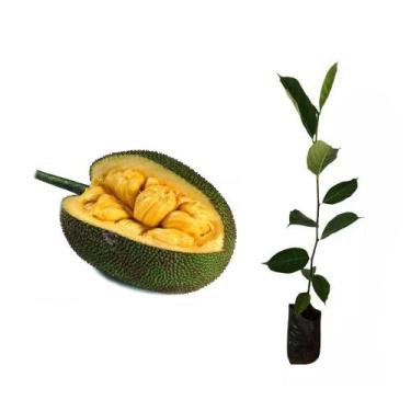 Imagem de Muda de Mini Jaca 20 a 40cm AMK - Plantas Online - AMK Jardinagem e Pa