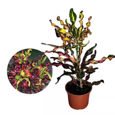 Imagem de Muda de Croton Saca-rolha 20 a 40cm AMK - Plantas Online - AMK Jardina