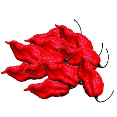 Imagem de Pimenta Bhut Jolokia 10 frutos in natura - Pimenta Severino's
