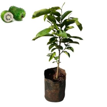 Imagem de Muda Graviola Gigante Frutos Doces Pronta P/ Plantio +manual - Lelo Pr