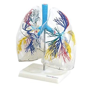 Imagem de Pulmão Humano Transparente Modelo Anatomia