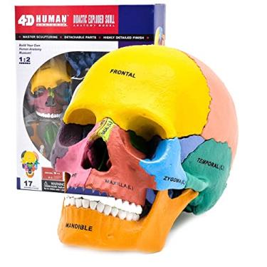 Imagem de Modelo de crânio colorido humano, modelo anatômico de 1:2, tamanho 17 partes, com quadro colorido de crânio humano para estudante de medicina, demonstração do curso de estudo de anatomia humana, ensino