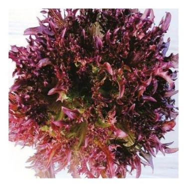 Imagem de Alface Atalaia Frisee Roxa - 100 Sementes Peletizadas - ISLA SEMENTES