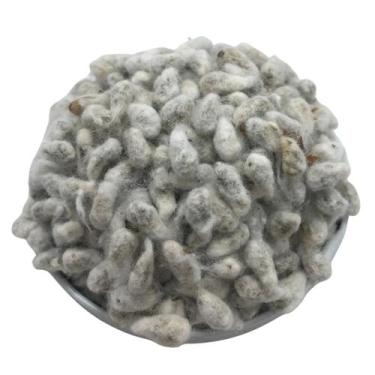 Imagem de Semente de Algodão 1Kg (Gossypium herbaceum) - Produto vendido a grane