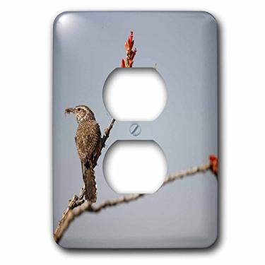 Imagem de 3dRose LLC lsp_87936_6 Cactus Wren Bird, Madera Canyon, Arizona Us03 Jmc0007 Joe & Mary Ann Mcdonald 2 Plug Outlet Cover