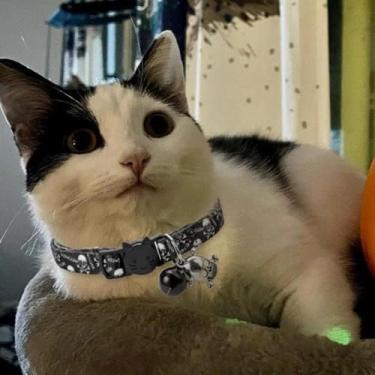 Imagem de 1 coleira com pingente de caveira preta de Halloween para gatos e cães, adequada para cães e gatos pequenos e médios