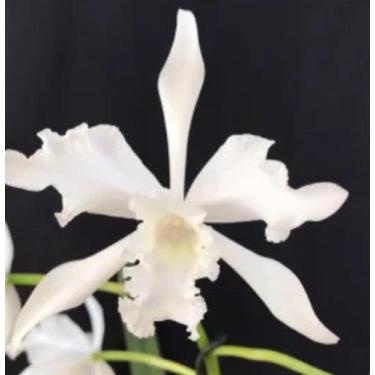 Imagem de Orquídea Lobata Geni Alba Muda em Toquinho (3261) - Jardim com Flores