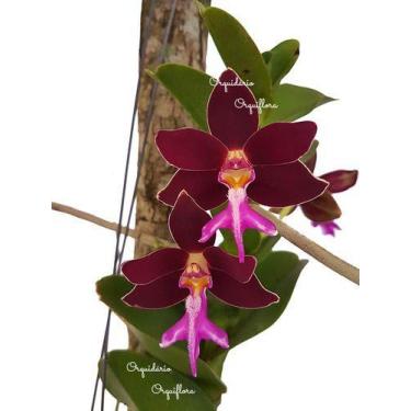 Imagem de Orquídeas Trichoglottis Philippinensis Var. Brachiata - without_provid
