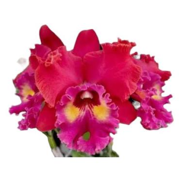 Imagem de 1 Muda De Orquidea Maripa Jovem Saudavel Linda - docel@r