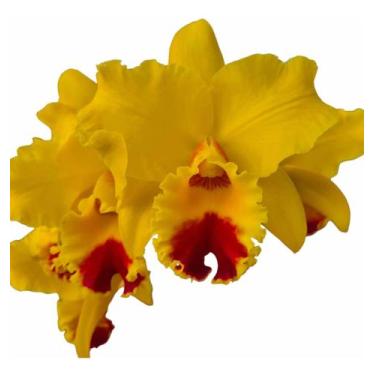 Imagem de 1 Muda De Orquídea Blc. Nobile's Golden Top '' Muda Jovem '' - docel@r