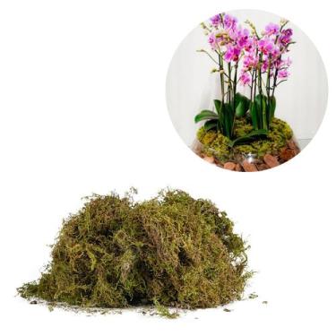 Imagem de 5 Litros Musgo Verde Desidratadas Decoração Arranjos Flores - AC