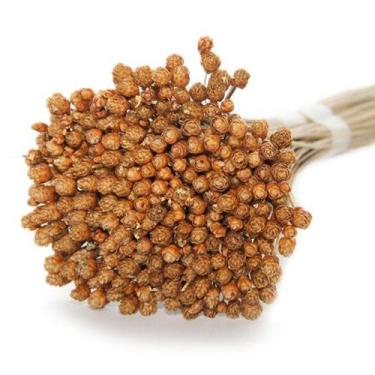 Imagem de Planta Seca Botão Pimentinha - Cores Variadas - Pense Flores, Natural