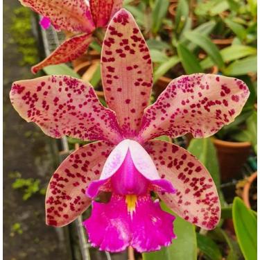 Imagem de Orquidea Cattleya Pão de Açucar - ORQUIVITRO